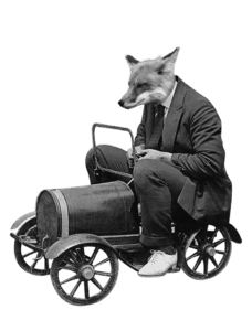 Fox driving a car