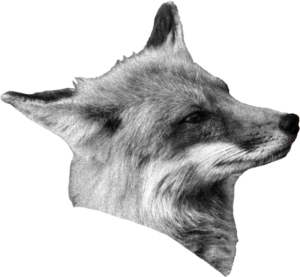 Proud right fox head